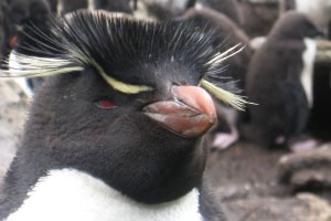 rotsspringer portret